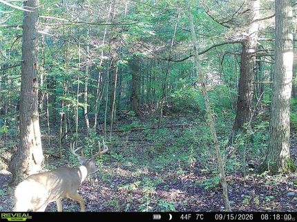 Land for sale in Steuben County, New York
