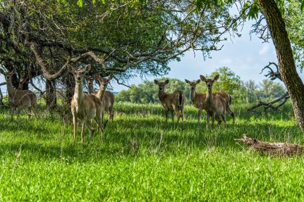 Farm and Ranch for sale in Mills County, Texas