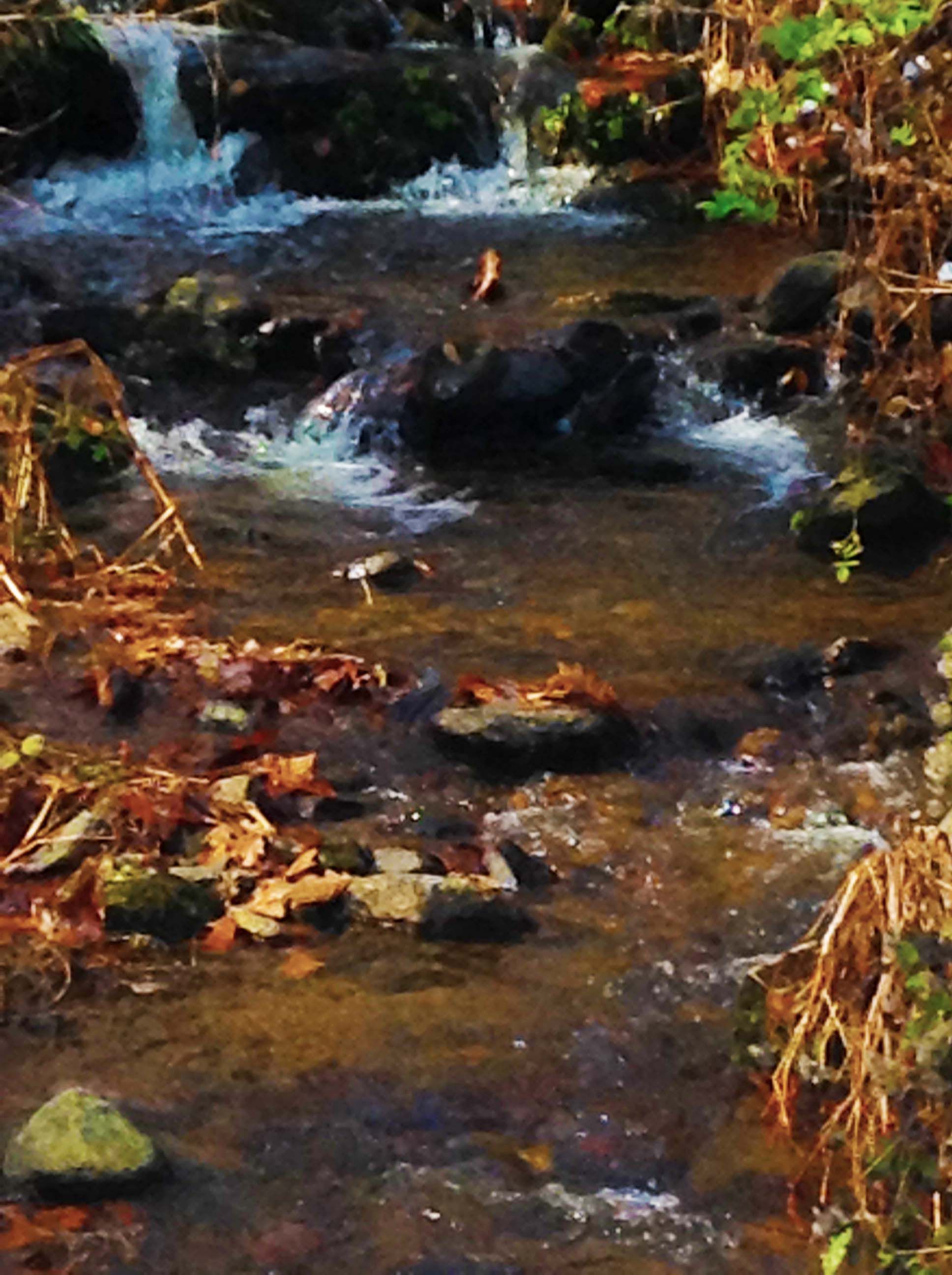 Ebbs Mill, Madison County, NC Farms and Ranches, Horse Property for