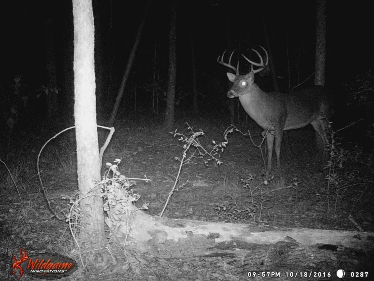 Huntington, Angelina County, TX Recreational Property, Hunting Property