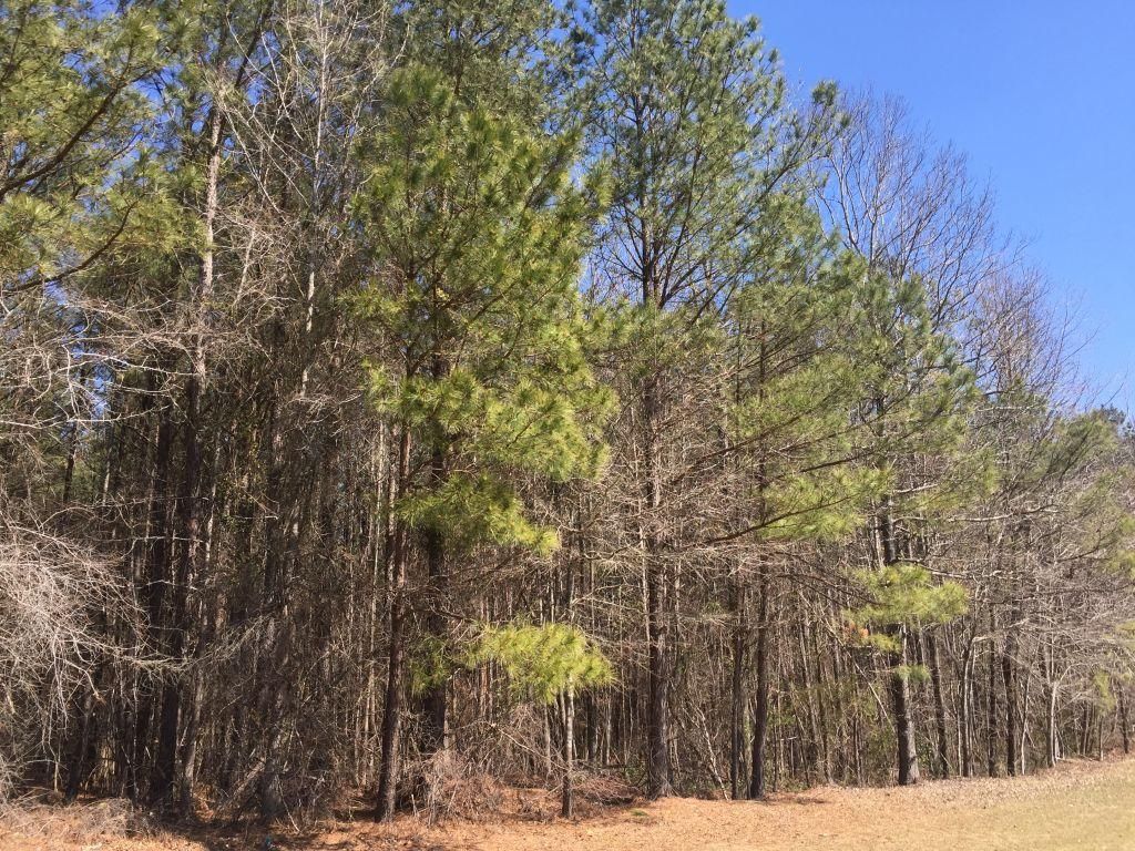 Candor, Montgomery County, NC Recreational Property, Timberland