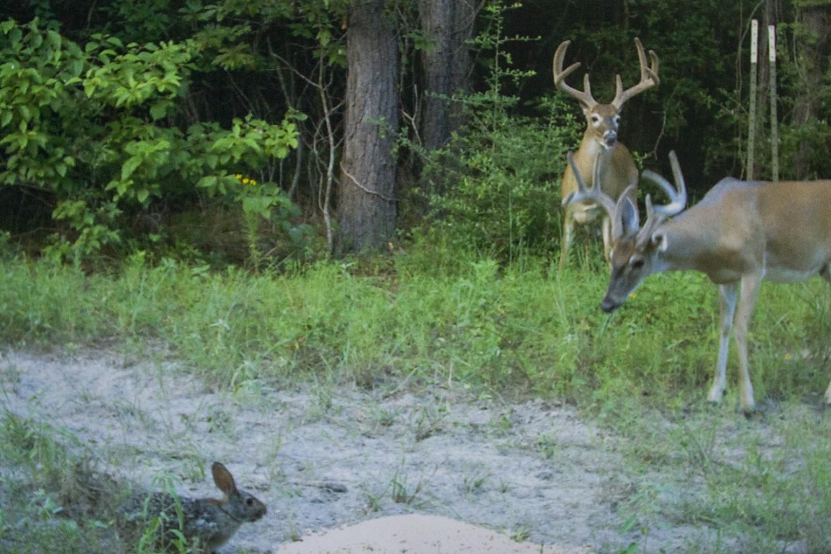 Camden, Polk County, TX Recreational Property, Timberland Property