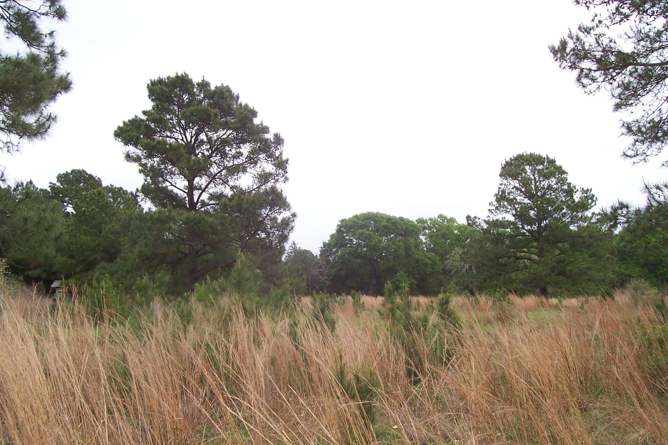 New Ulm, Austin County, TX Farms and Ranches for sale Property ID