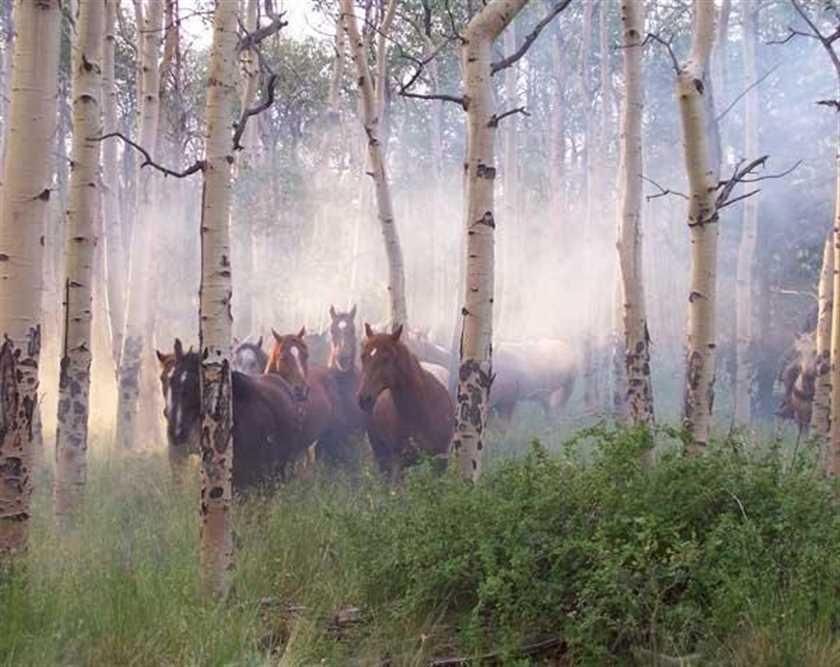 Fairplay, Park County, CO Farms and Ranches for sale Property ID