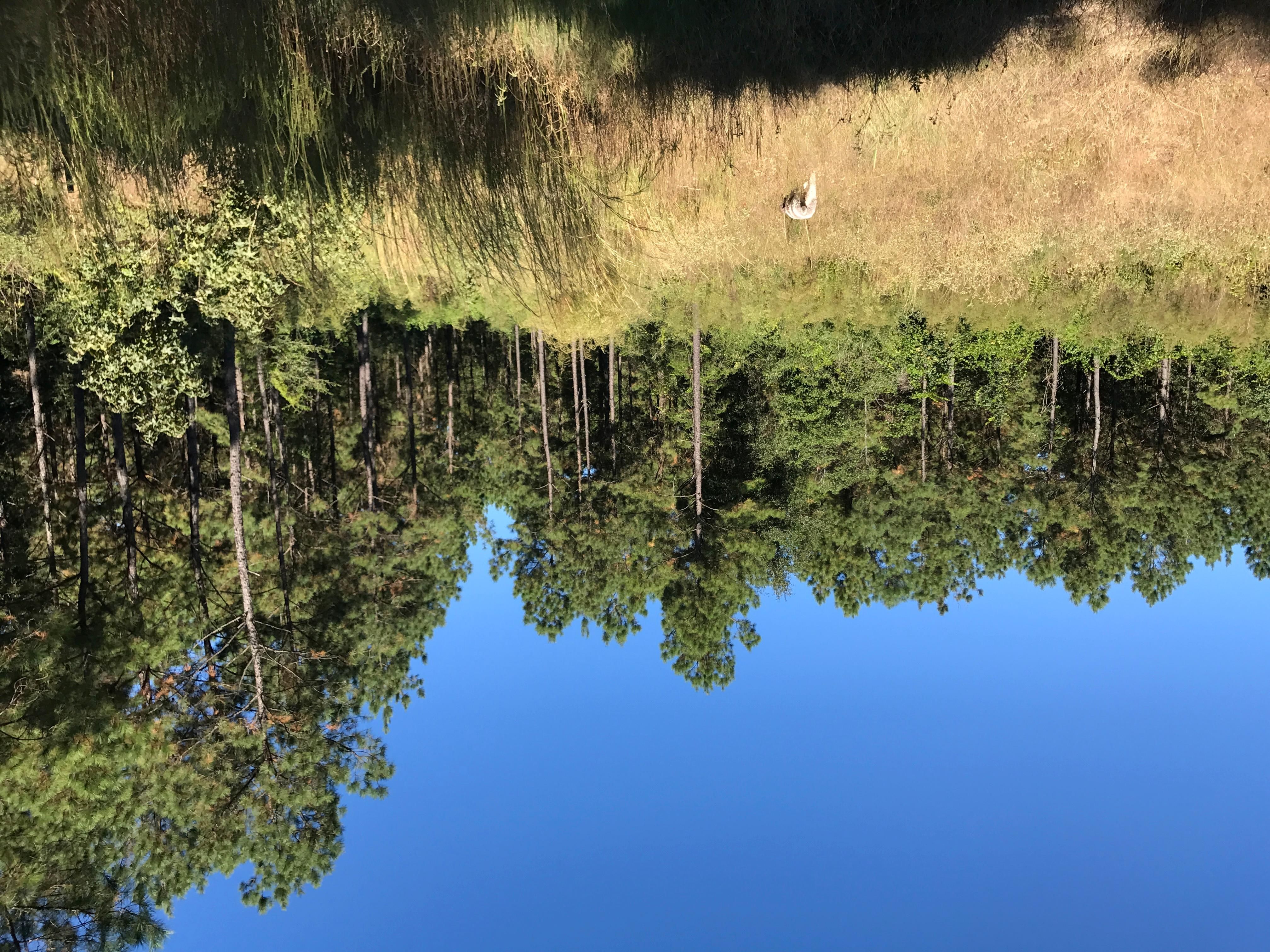 Rye, Polk County, TX Farms and Ranches, Undeveloped Land, Homesites for