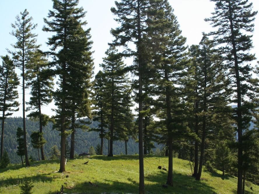 Missoula, Granite County, MT Farms and Ranches for sale Property ID