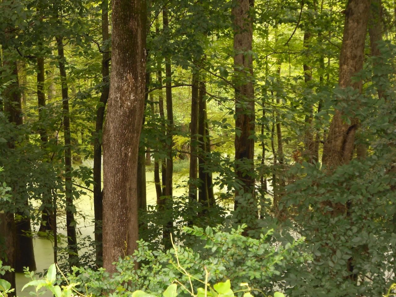 Pantego, Beaufort County, NC Recreational Property, Timberland Property