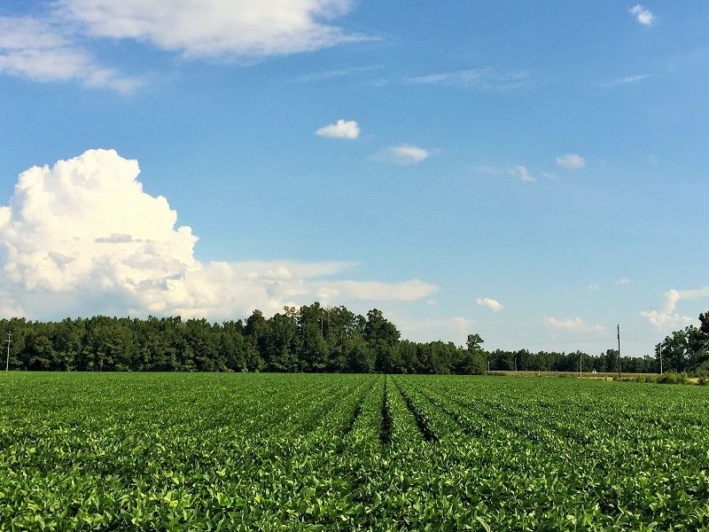 Kingstree, Williamsburg County, SC Farms and Ranches, Hunting Property
