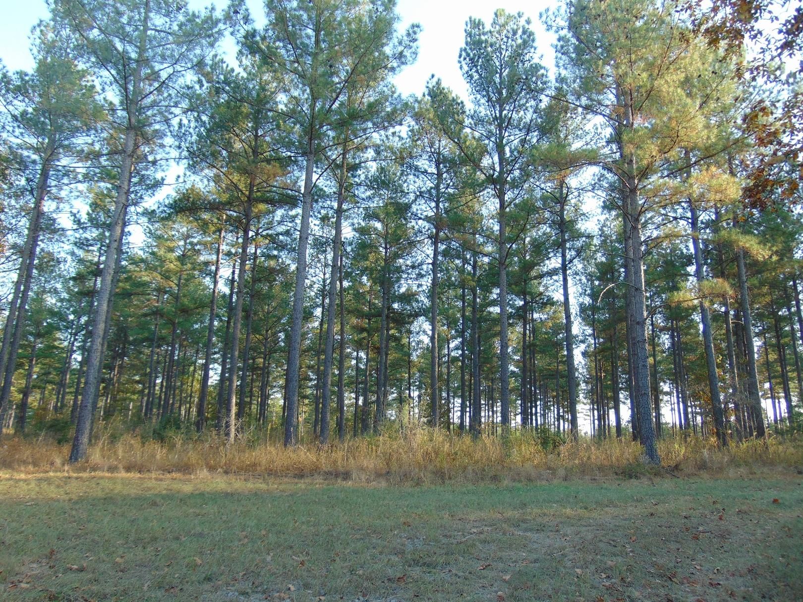 Hawkinsville, Pulaski County, GA Recreational Property, Timberland