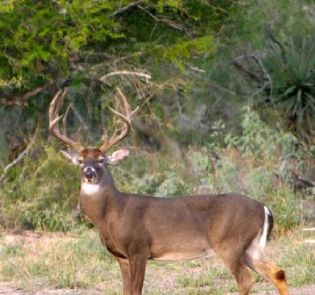 287.5 acres in Guerra, TX, 78360 LandWatch