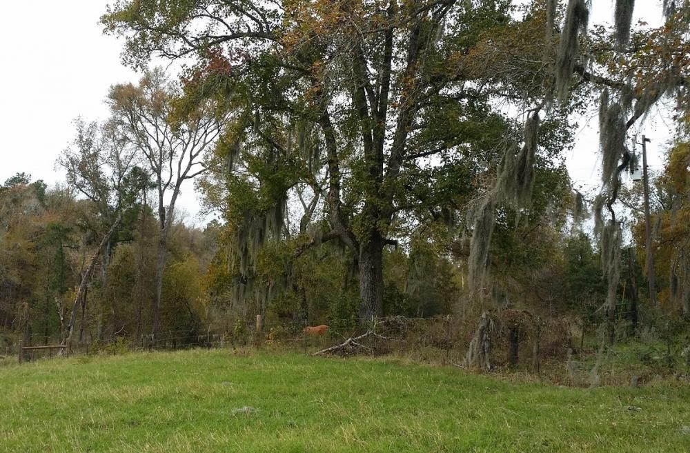 Point Blank, San Jacinto County, TX Recreational Property, Timberland