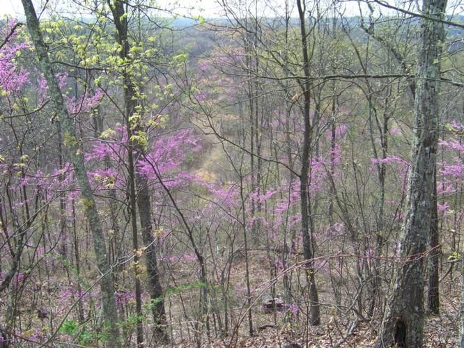 Grayson, Carter County, KY Farms and Ranches for sale Property ID
