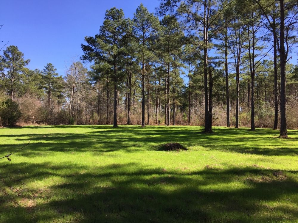 Orrville, Dallas County, AL Farms and Ranches, Timberland Property