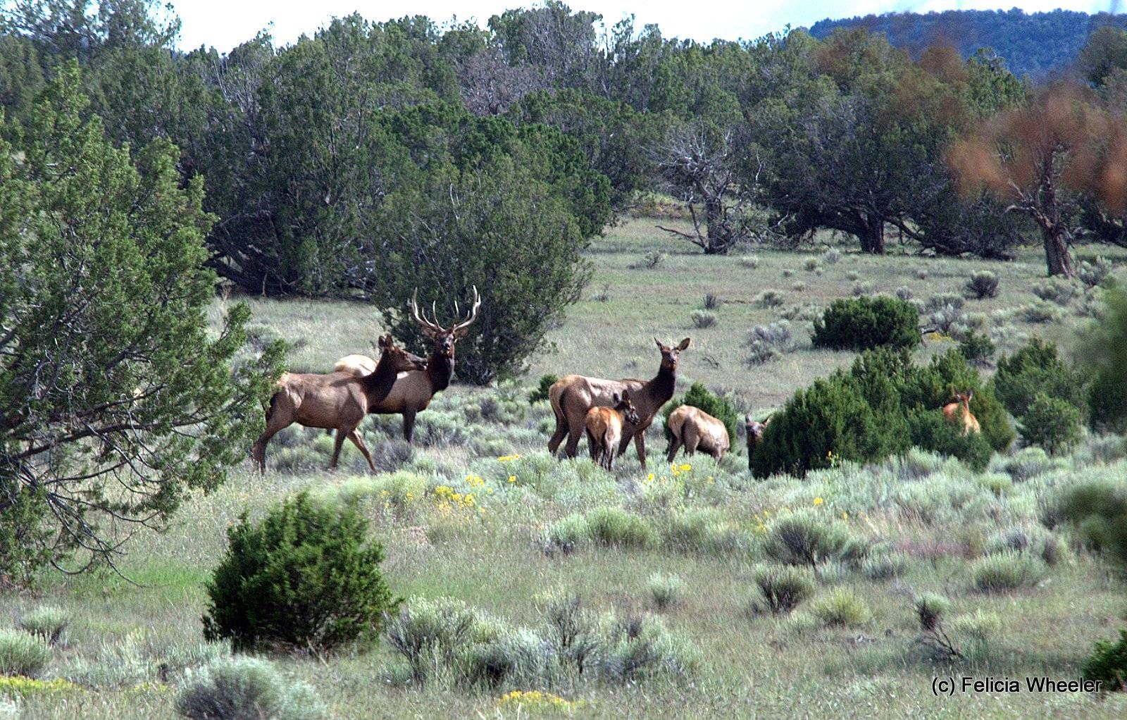 Quemado, Catron County, NM Farms and Ranches, House for sale Property