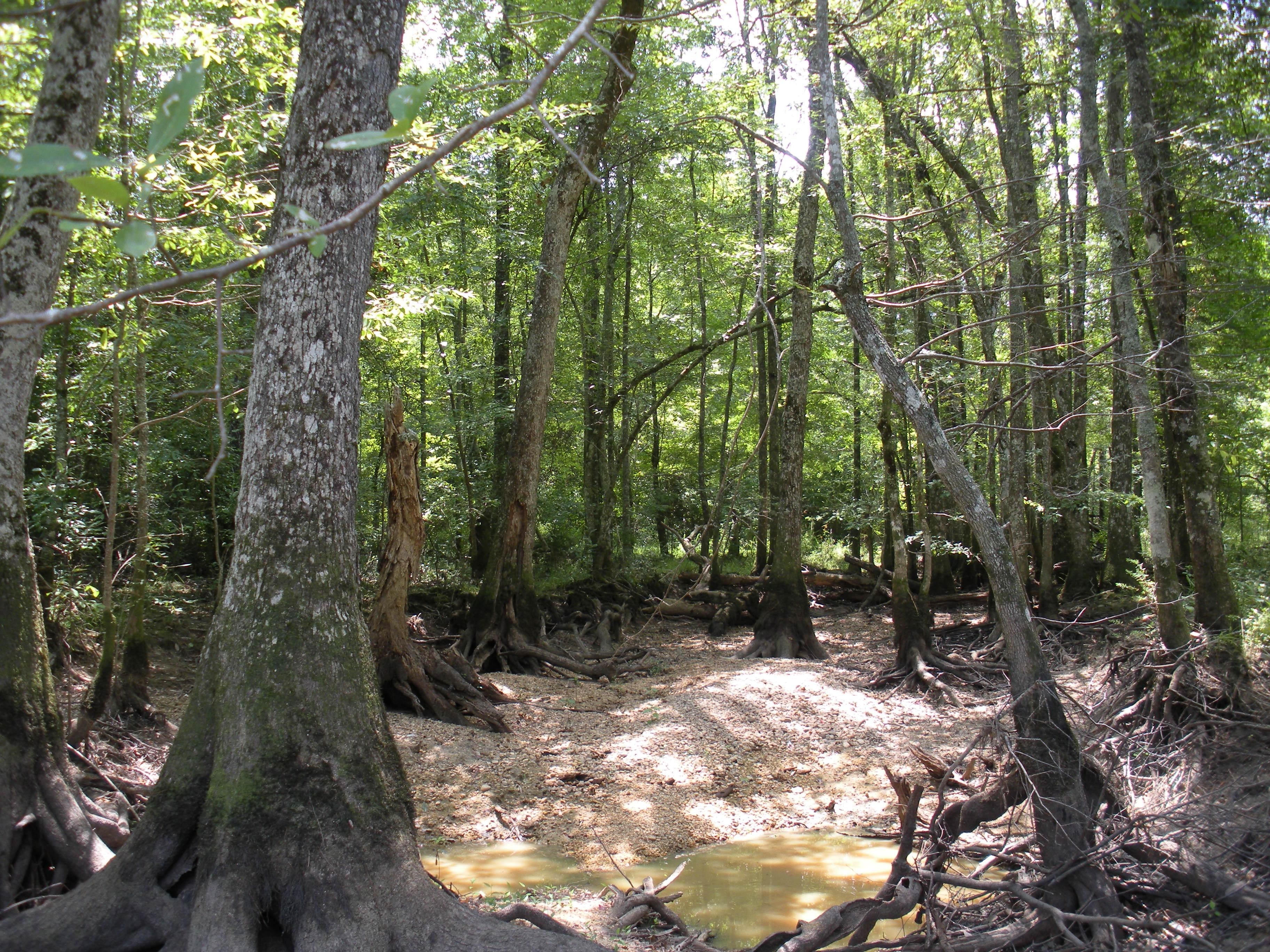 45 acres in Billingsley, AL, 36006 LandWatch