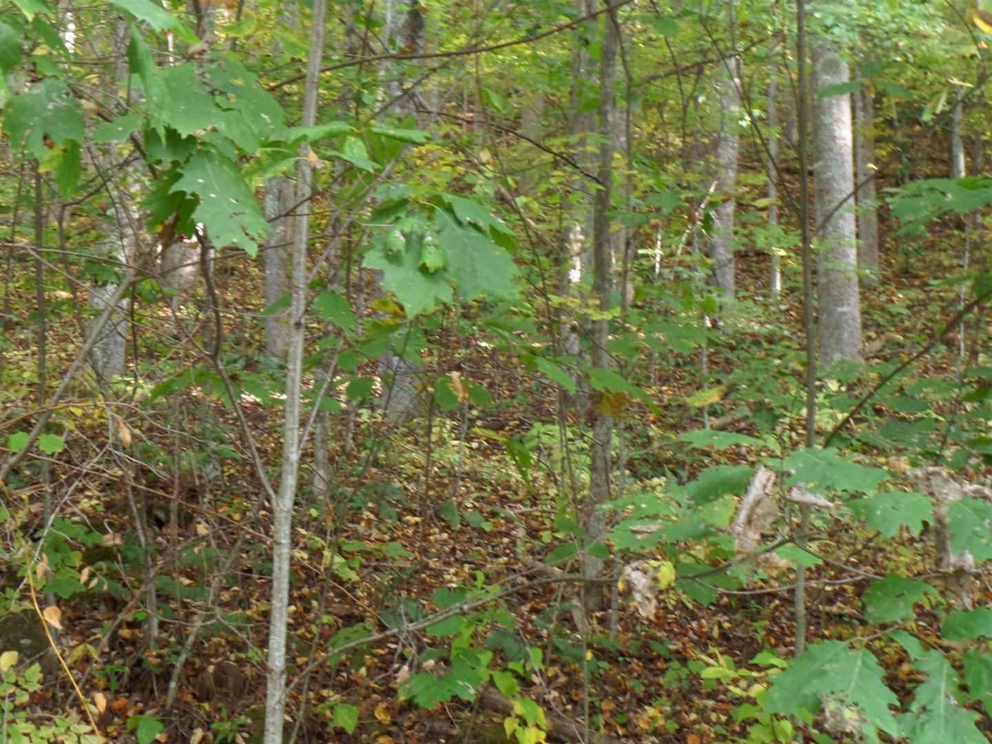 18.1 acres in Pounding Mill, VA, 24637 LandWatch