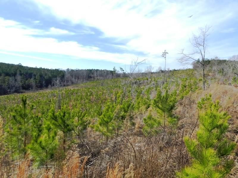 Beaverton, Lamar County, AL Farms and Ranches for sale Property ID