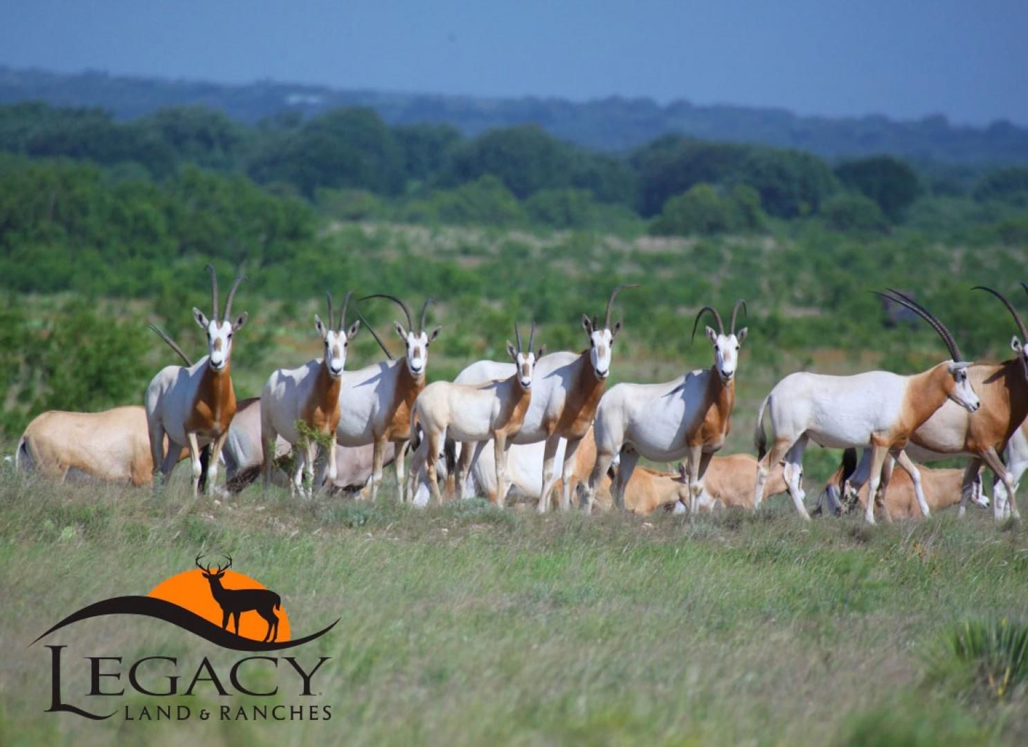 Eden, Concho County, TX Farms and Ranches, Timberland Property