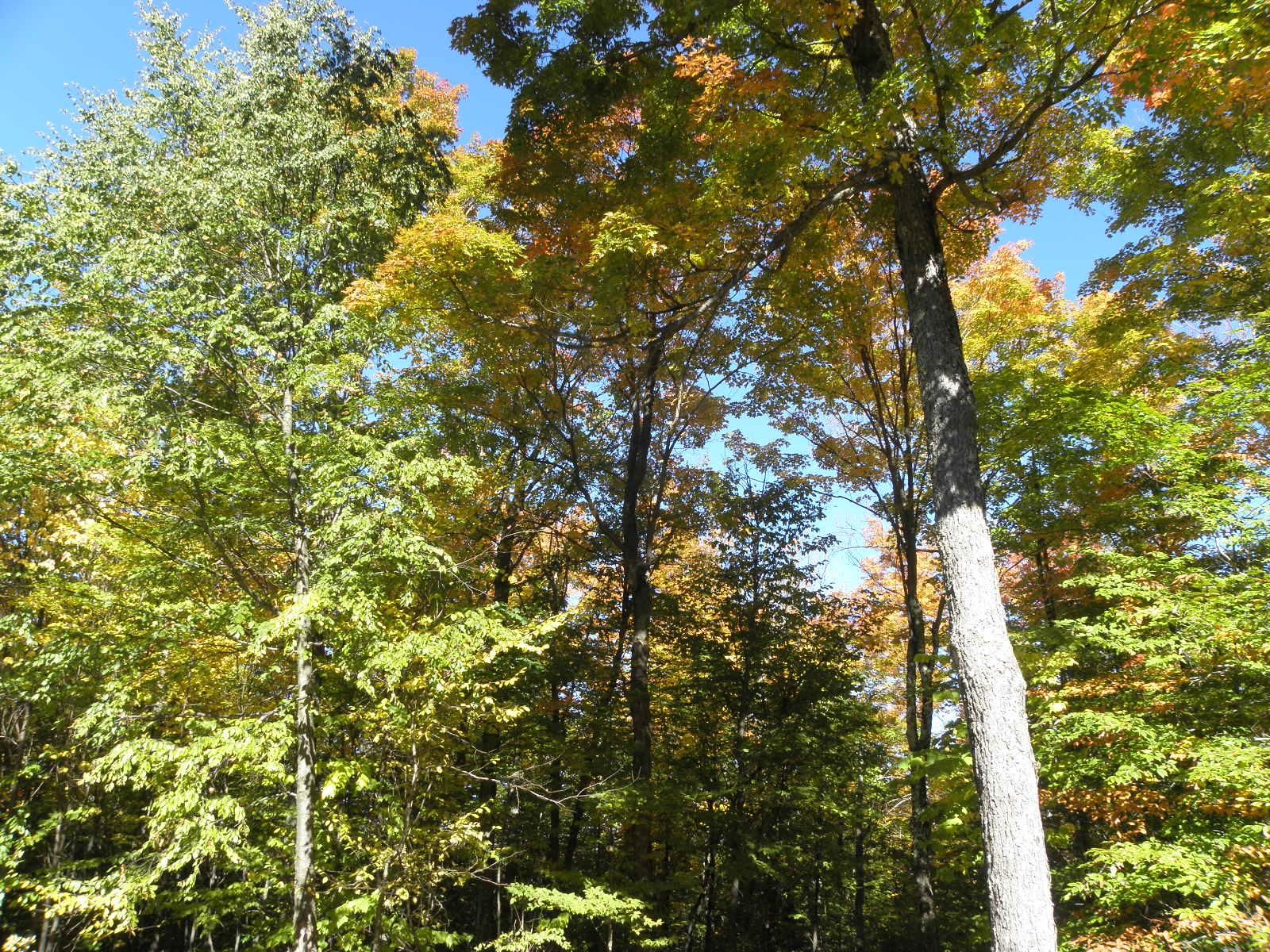 Edinburg, Saratoga County, NY Recreational Property, Timberland