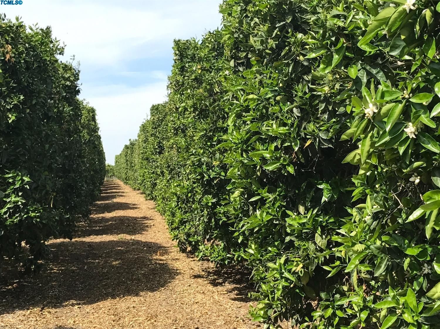 Orosi, Tulare County, CA Farms and Ranches, Homesites for sale Property