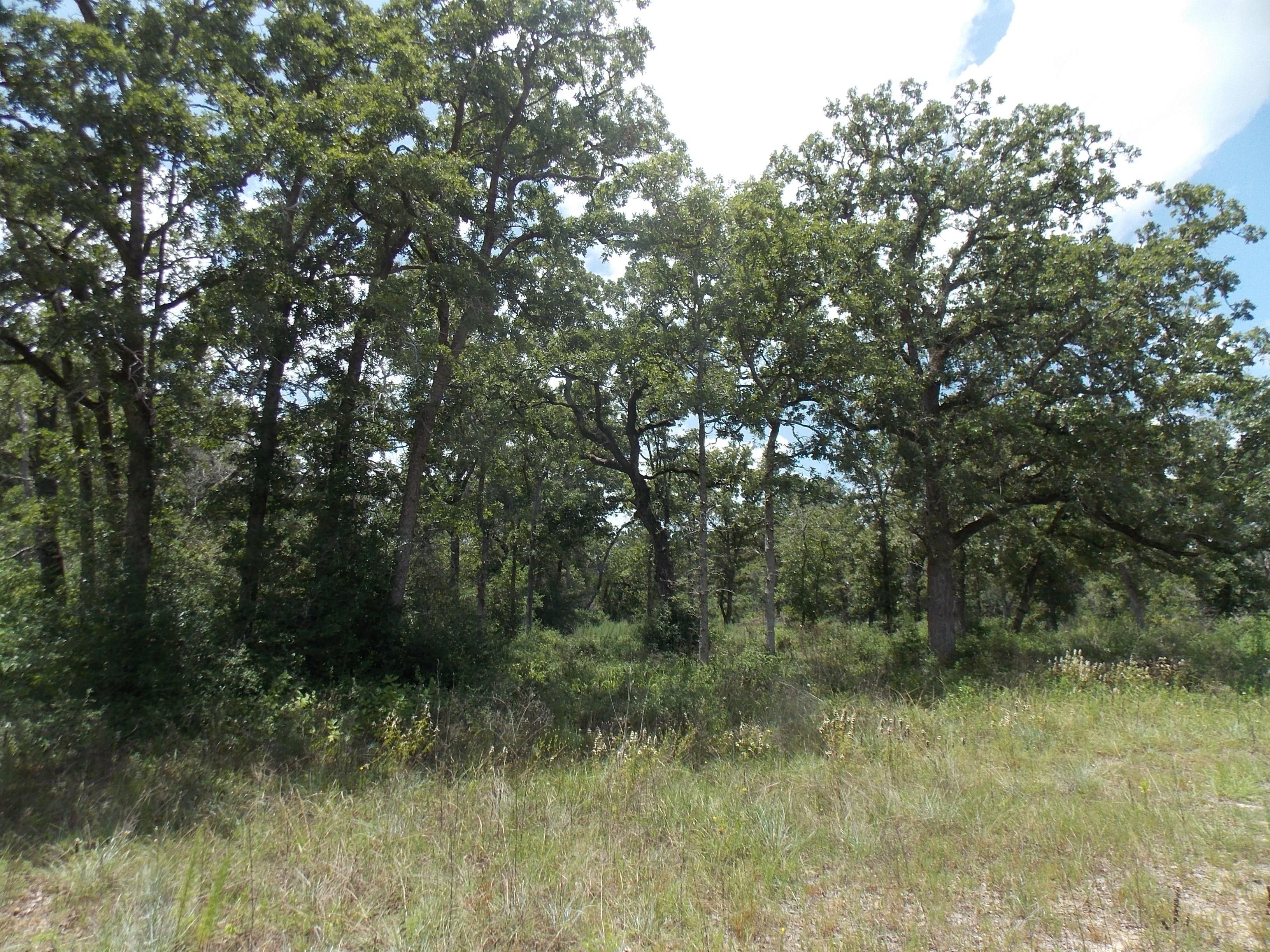 Normangee, Leon County, TX Farms and Ranches for sale Property ID