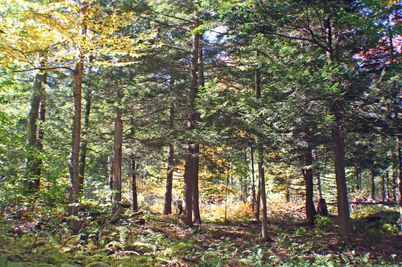 Panama, Chautauqua County, NY Farms and Ranches for sale Property ID