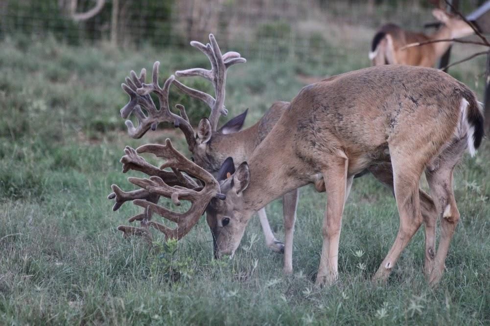 Freer, Duval County, TX Farms and Ranches, Recreational Property