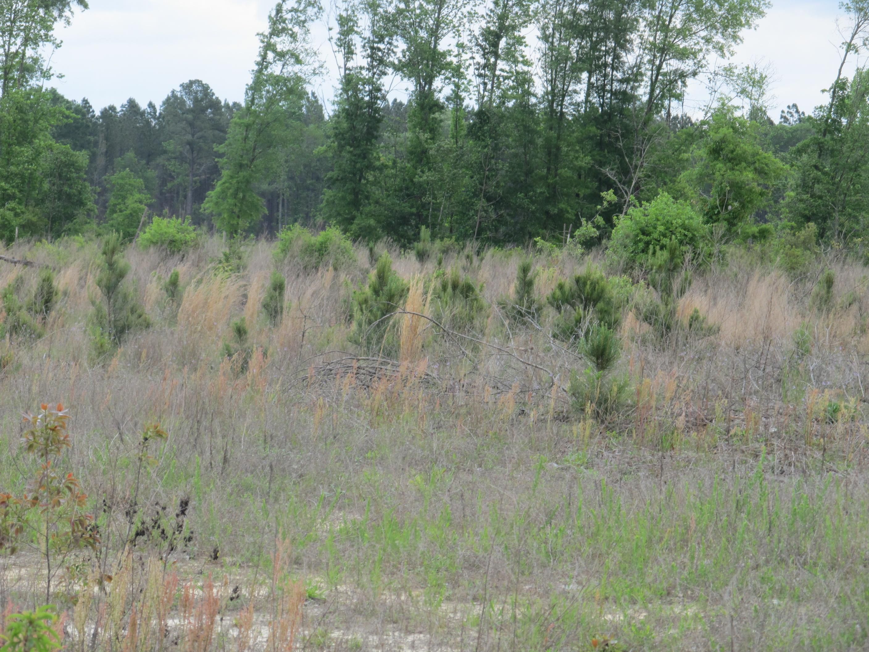 Blenheim, Marlboro County, SC Farms and Ranches for sale Property ID