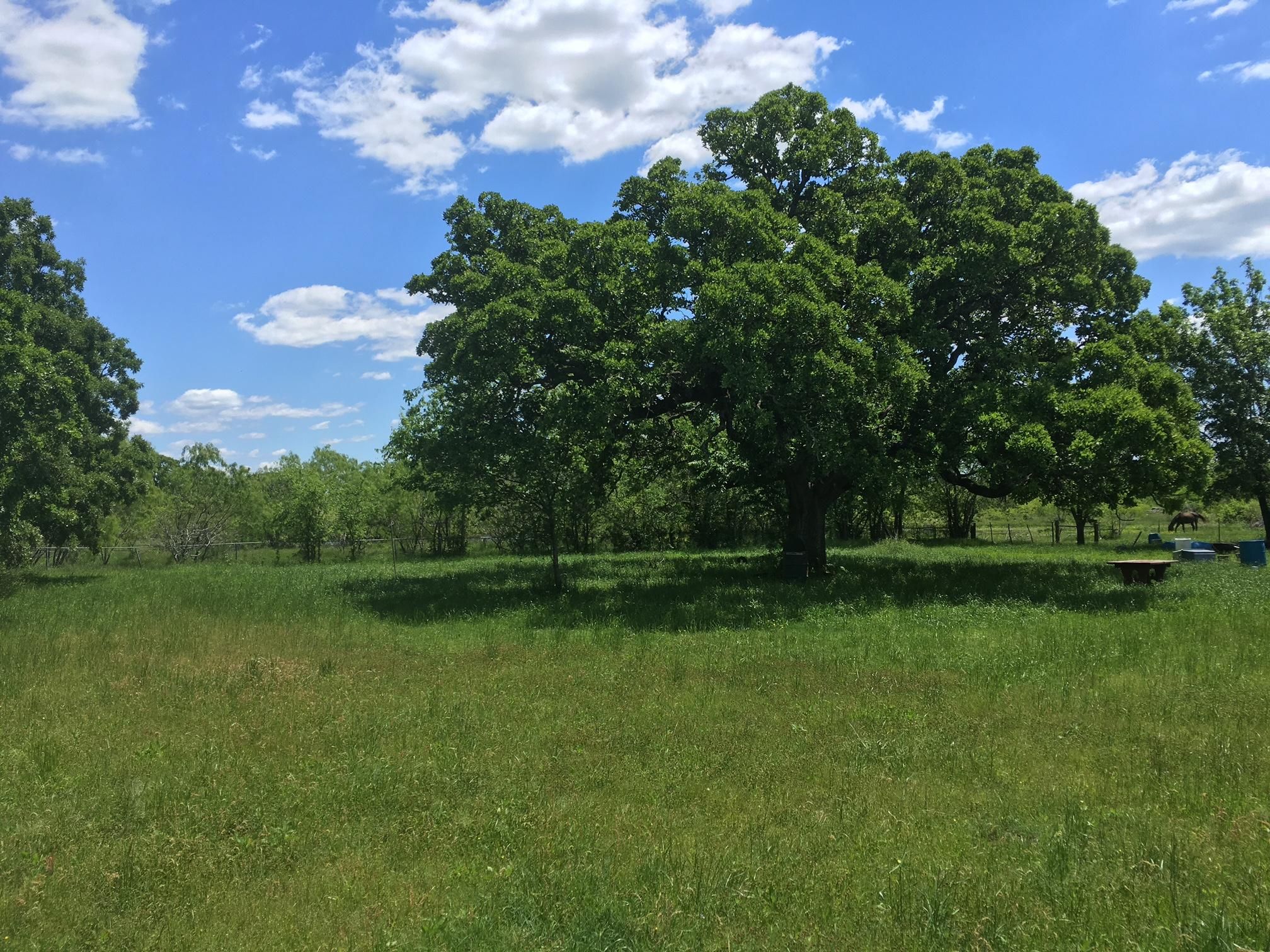 Wortham, Freestone County, TX Farms and Ranches, Recreational Property, Hunting Property for