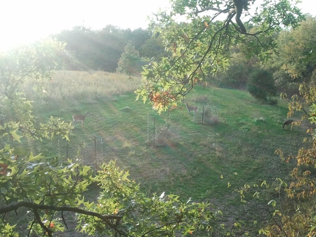 Bucklin, Macon County, MO Farms and Ranches for sale Property ID