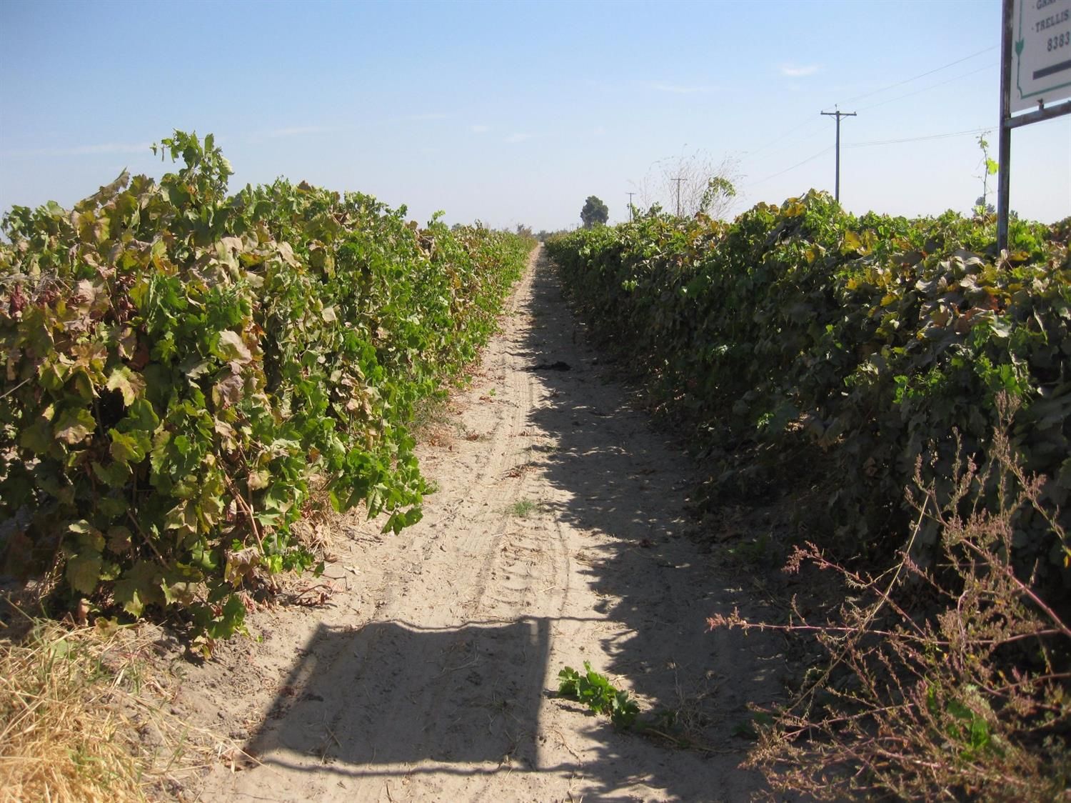 Selma, Fresno County, CA Farms and Ranches for sale Property ID