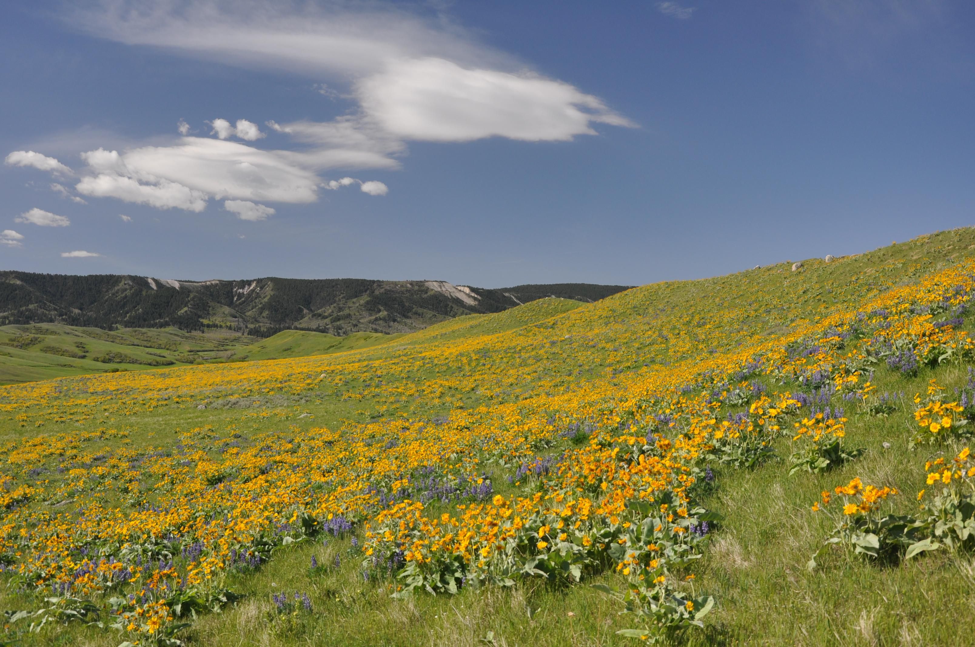 Big Horn, Sheridan County, WY Farms and Ranches, House for sale