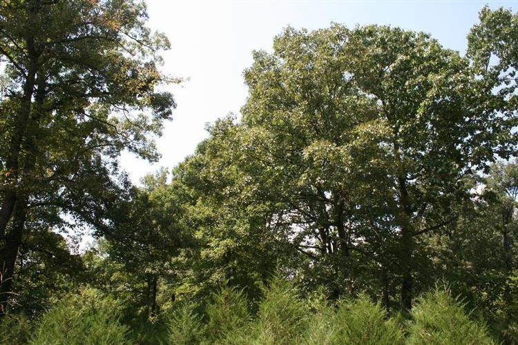 Calamine, Sharp County, AR Farms and Ranches for sale Property ID