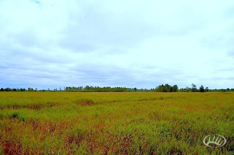 Belle Plaine, Tama County, IA Farms and Ranches for sale Property ID