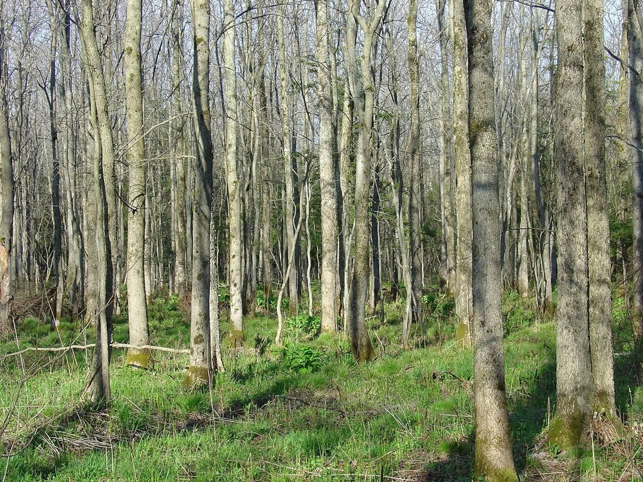 Westfield, Chautauqua County, NY Farms and Ranches for sale Property ID