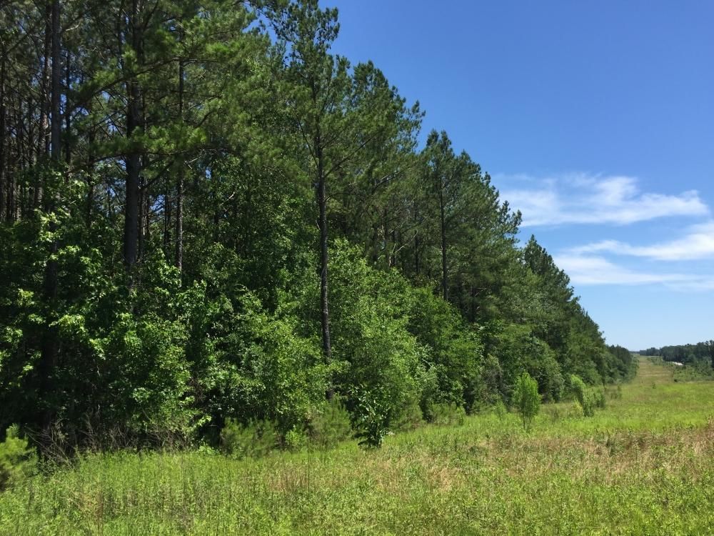 Mount Olive, Jefferson Davis County, MS Recreational Property