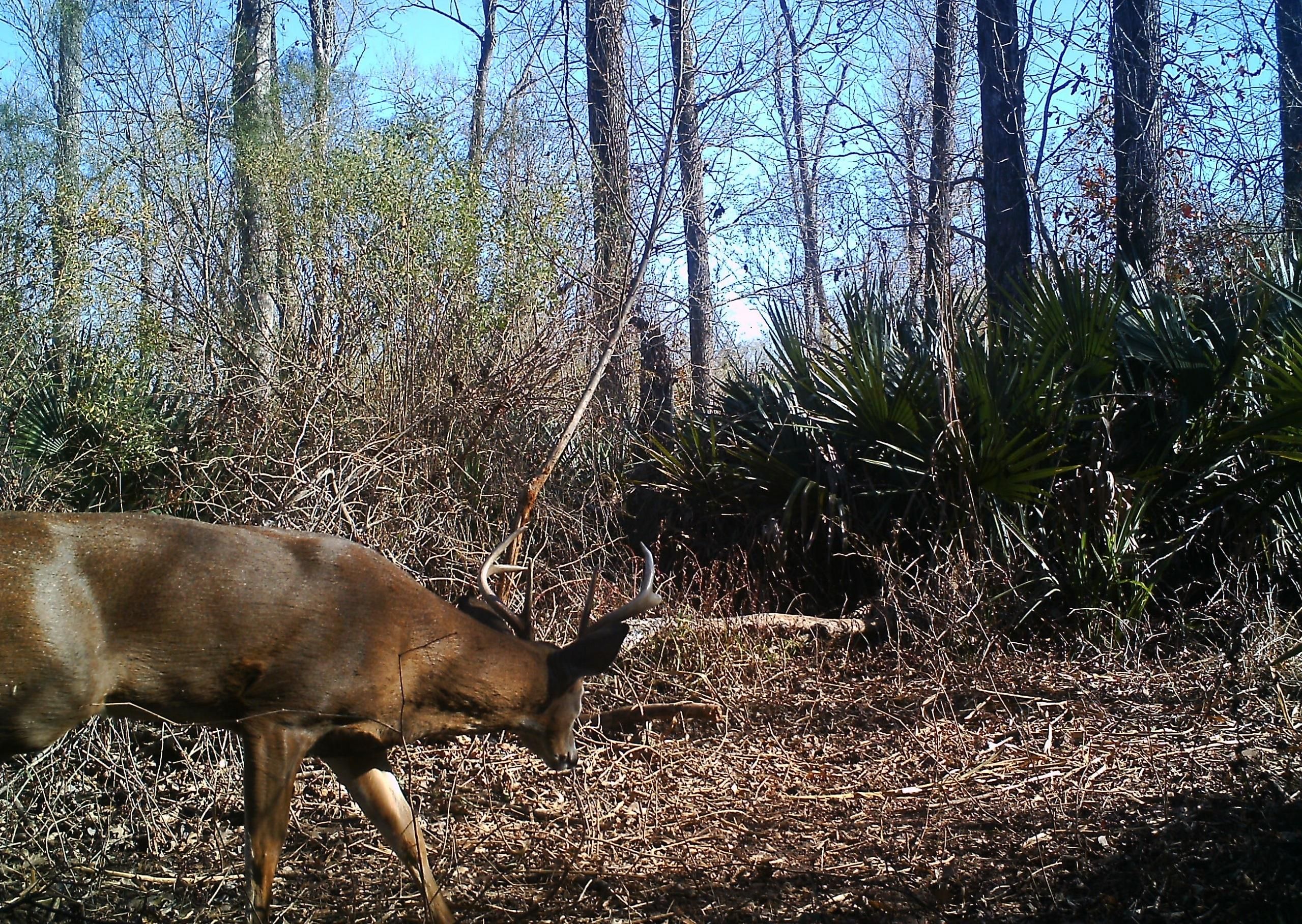 Woodville, Wilkinson County, MS Farms and Ranches for sale Property ID