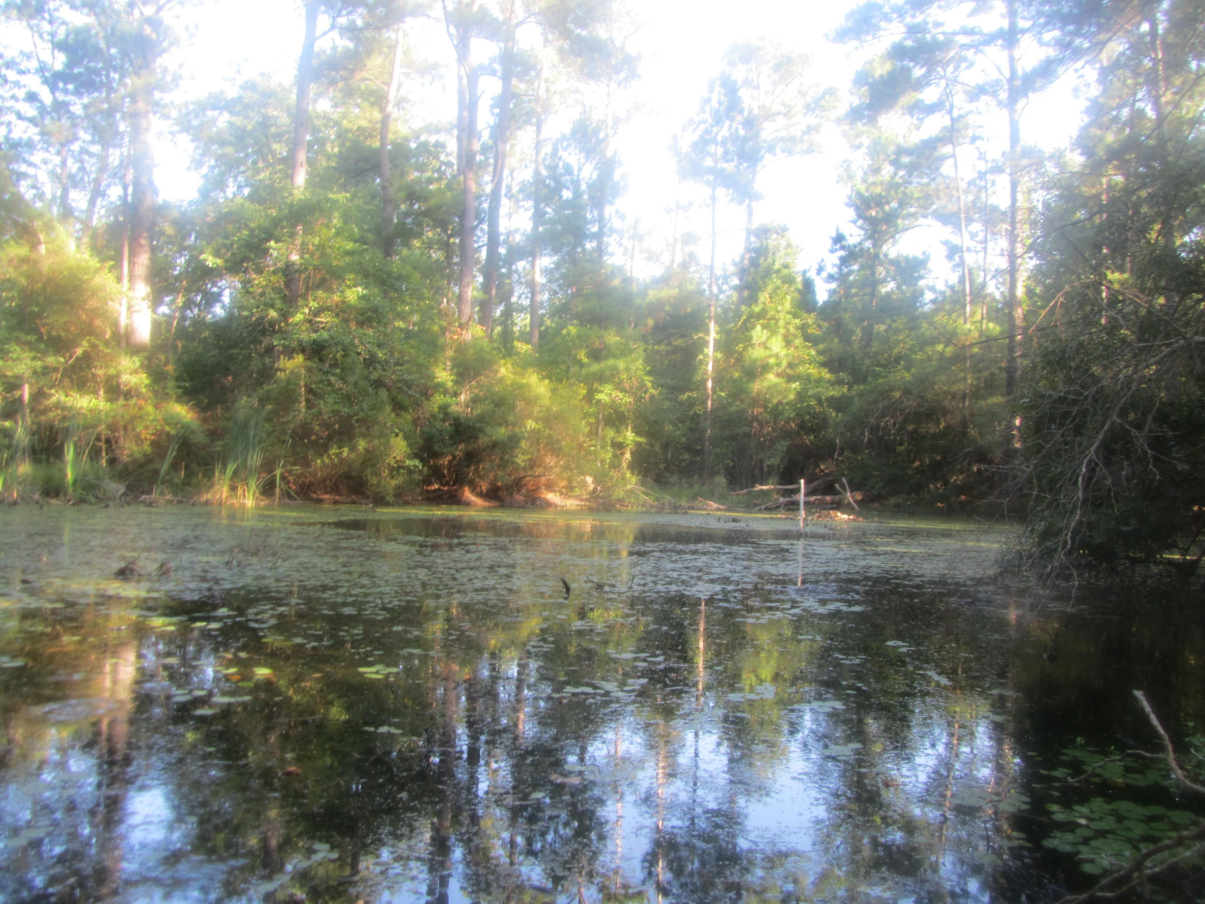 Zavalla, Angelina County, TX Farms and Ranches for sale Property ID