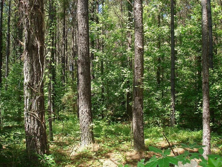 Beatrice, Monroe County, AL Farms and Ranches for sale Property ID