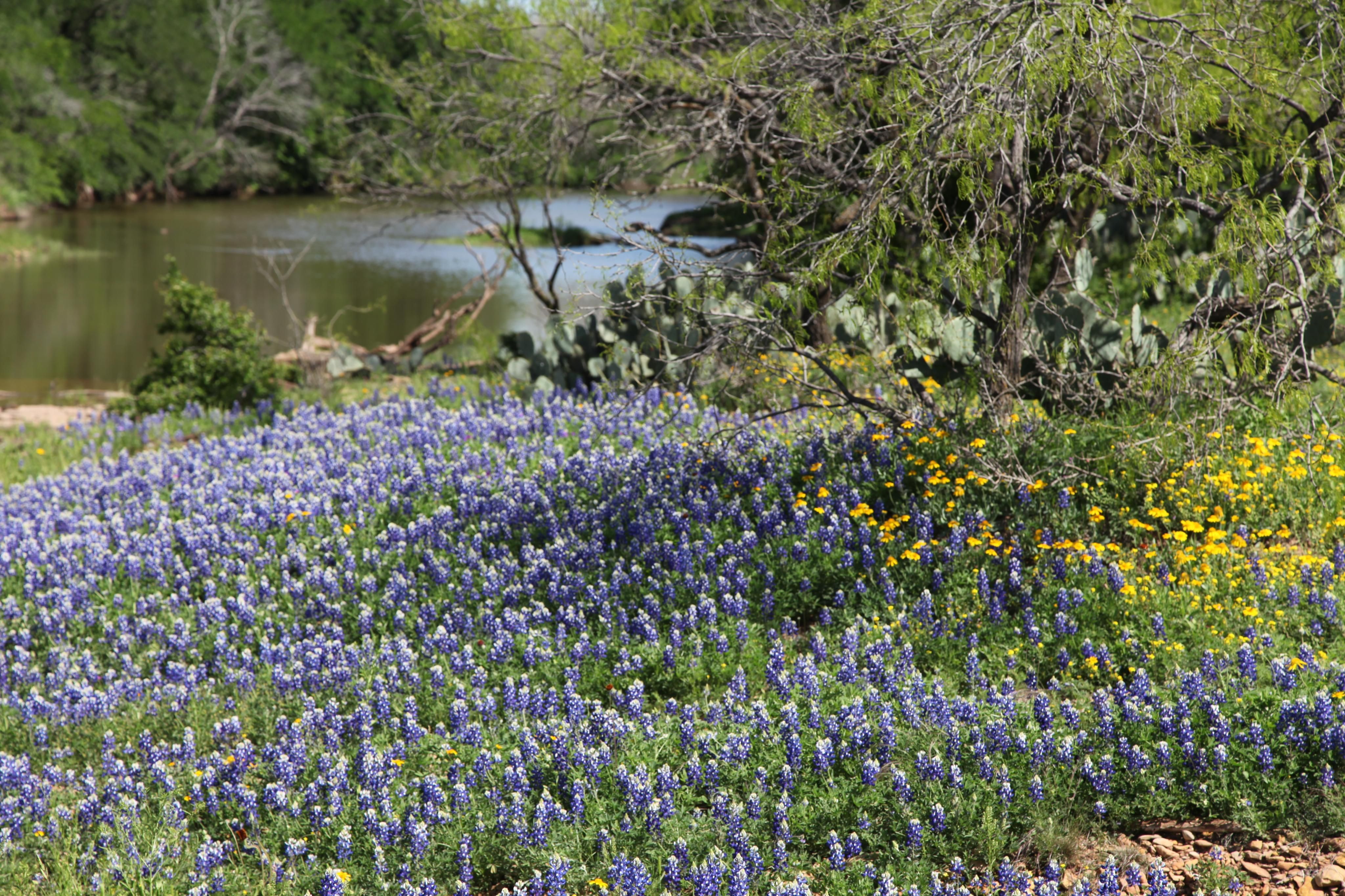 Santa Anna, Coleman County, TX Farms and Ranches, House for sale