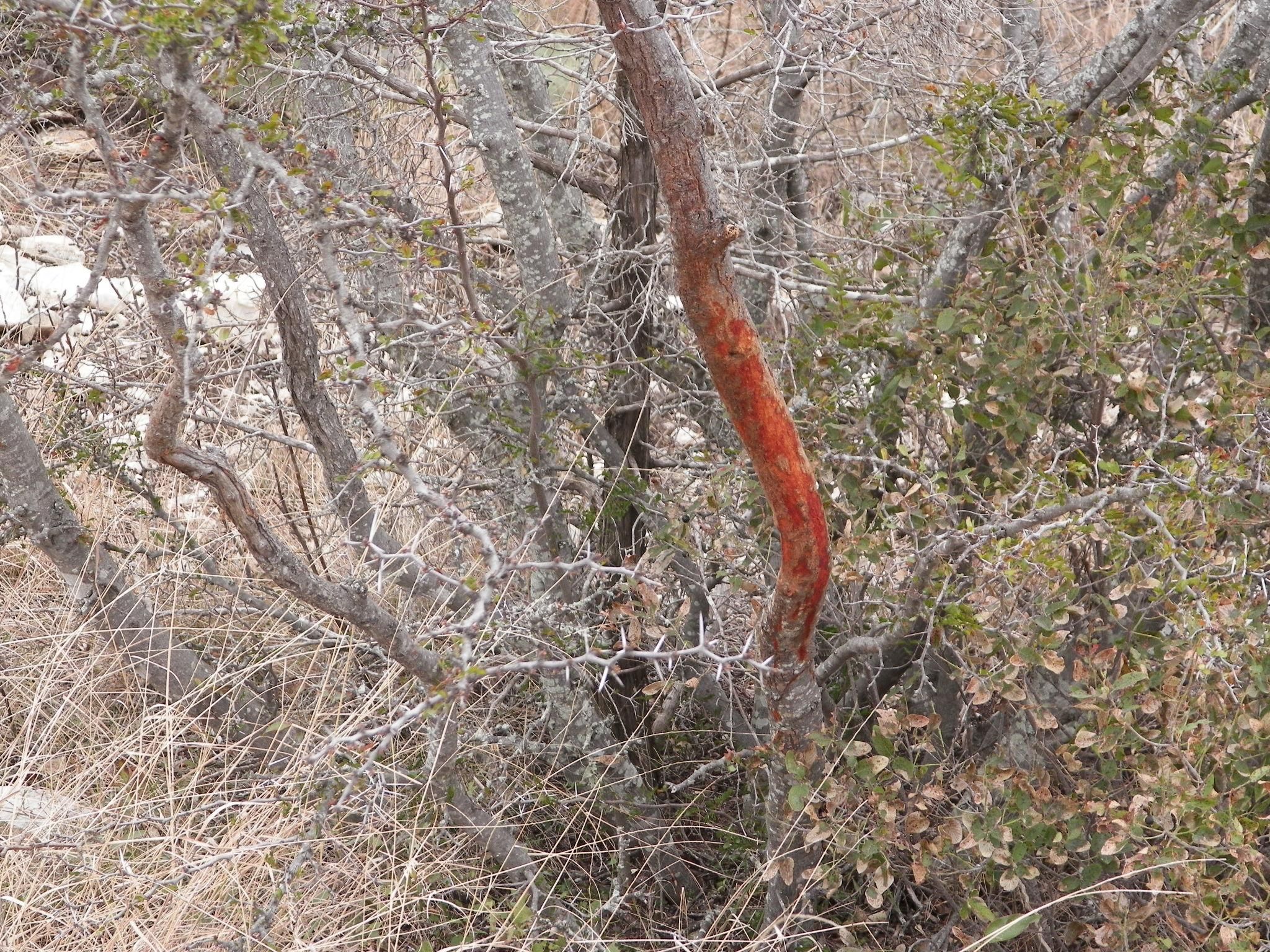 Carta Valley, Val Verde County, TX Farms and Ranches, House for sale