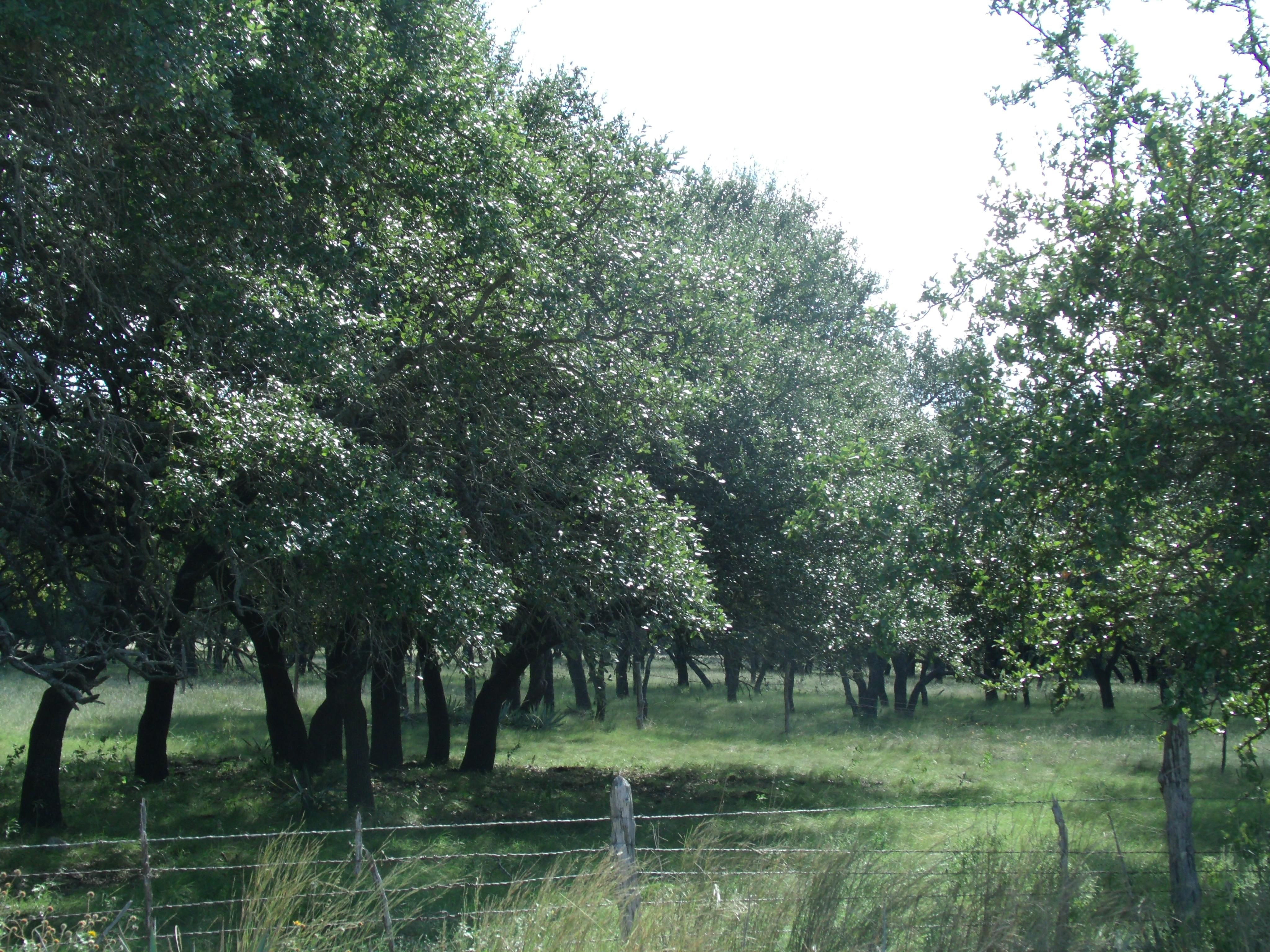 Zephyr, Brown County, TX Farms and Ranches, Recreational Property