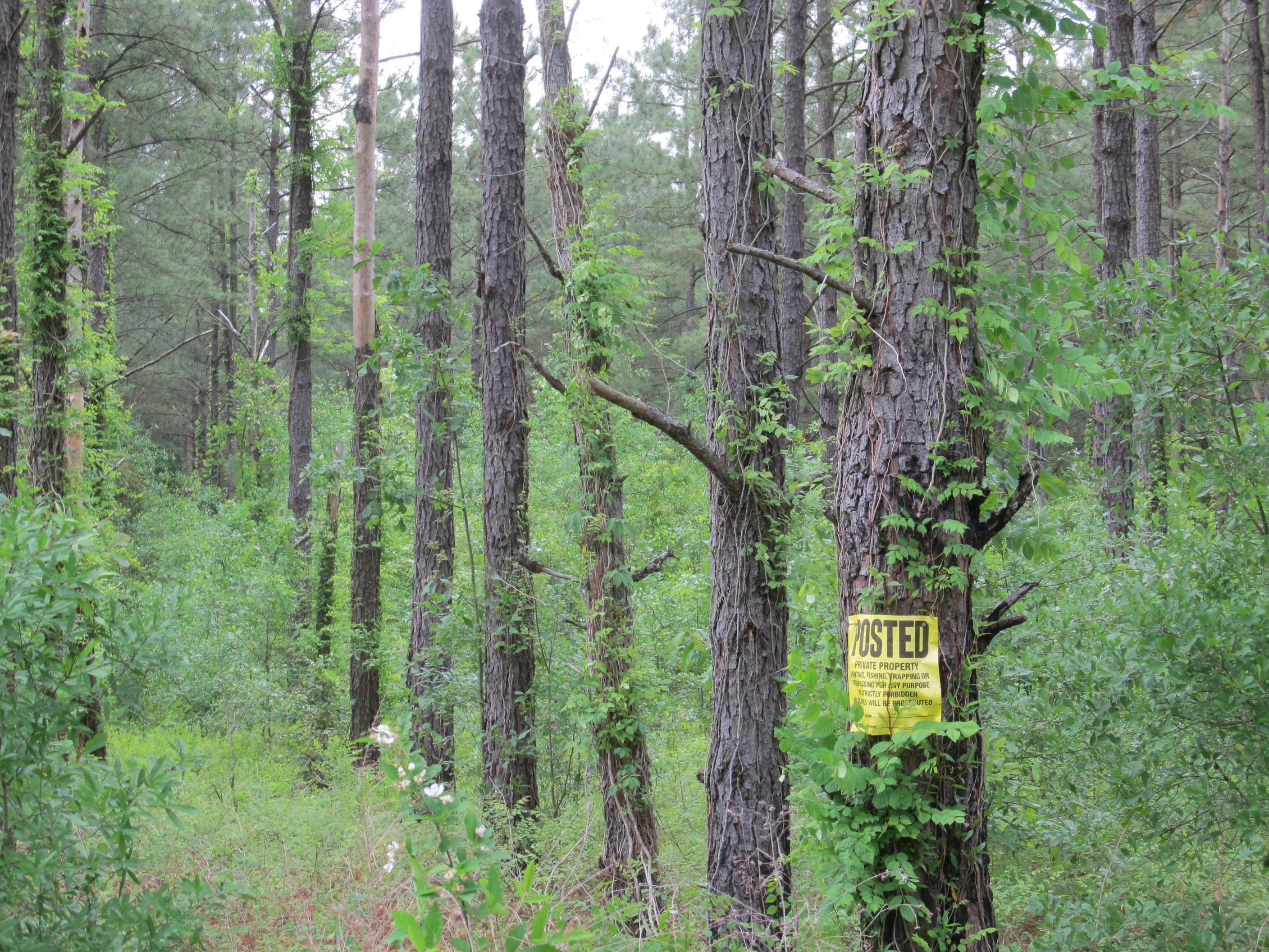 Blenheim, Marlboro County, SC Farms and Ranches for sale Property ID 400569694 LandWatch