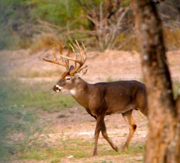 Hebbronville, Jim Hogg County, TX Farms and Ranches for sale Property