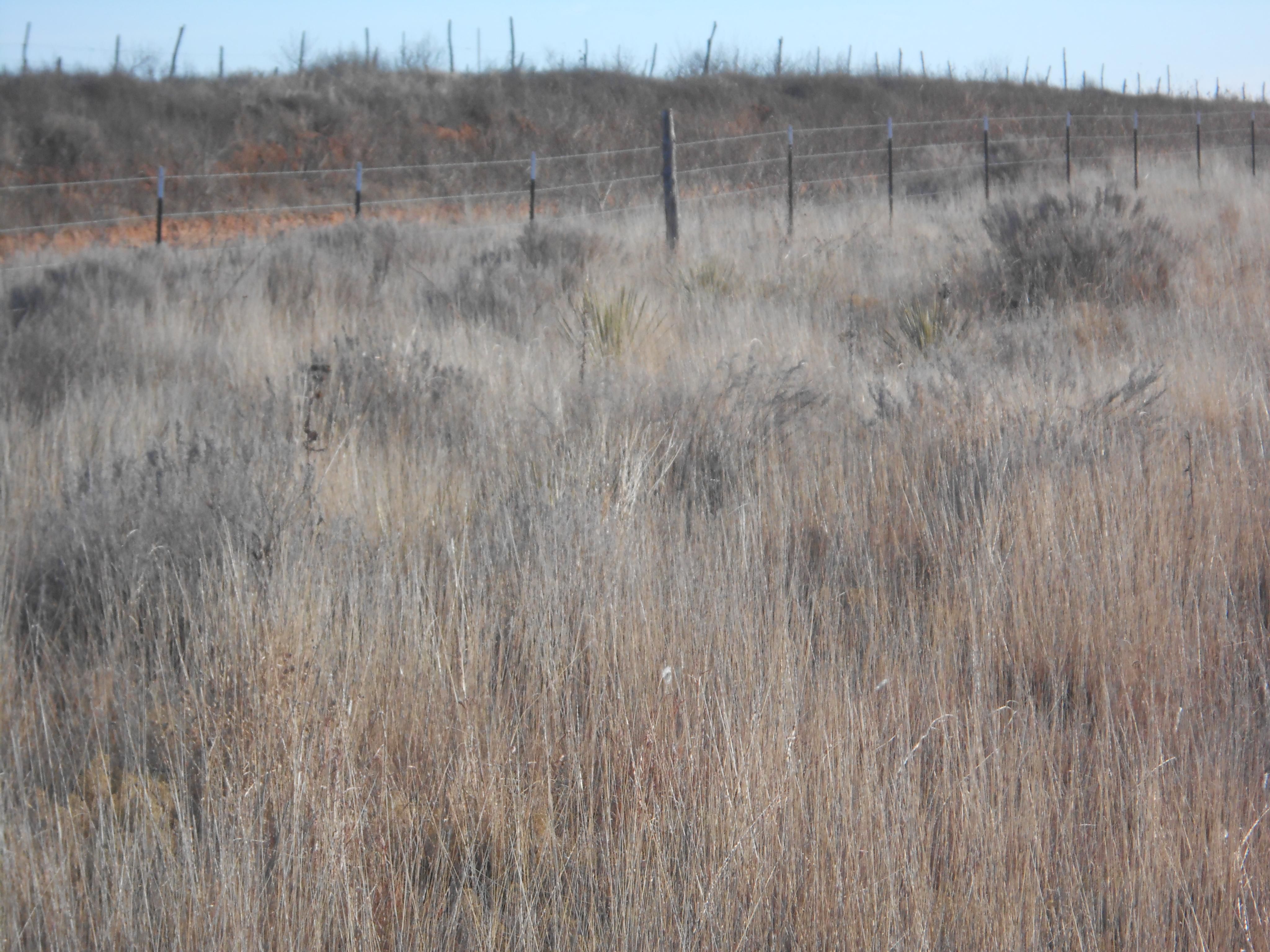 San Jon, Quay County, NM Farms and Ranches for sale Property ID