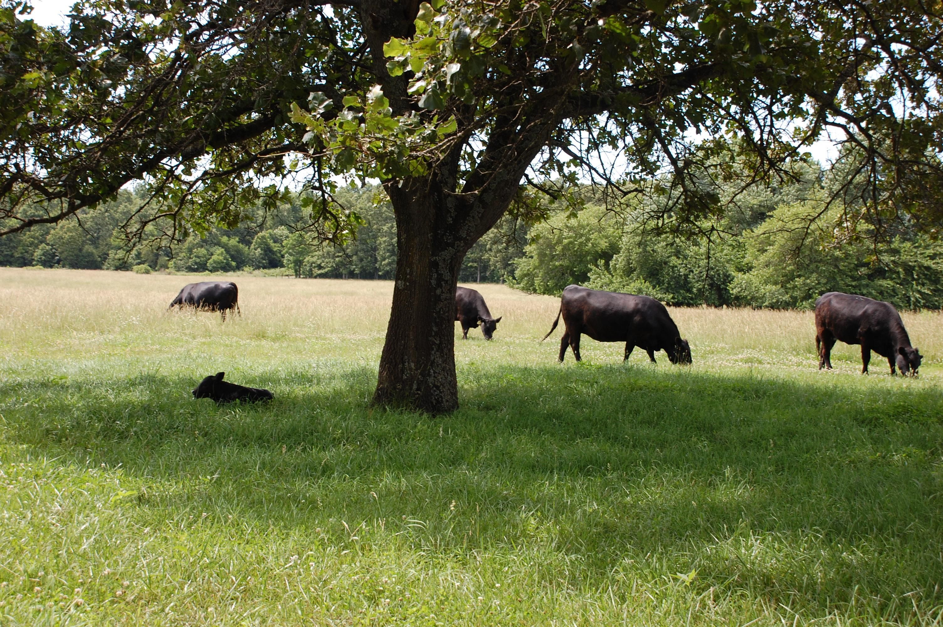 Koshkonong, Oregon County, MO Farms and Ranches, Horse Property for