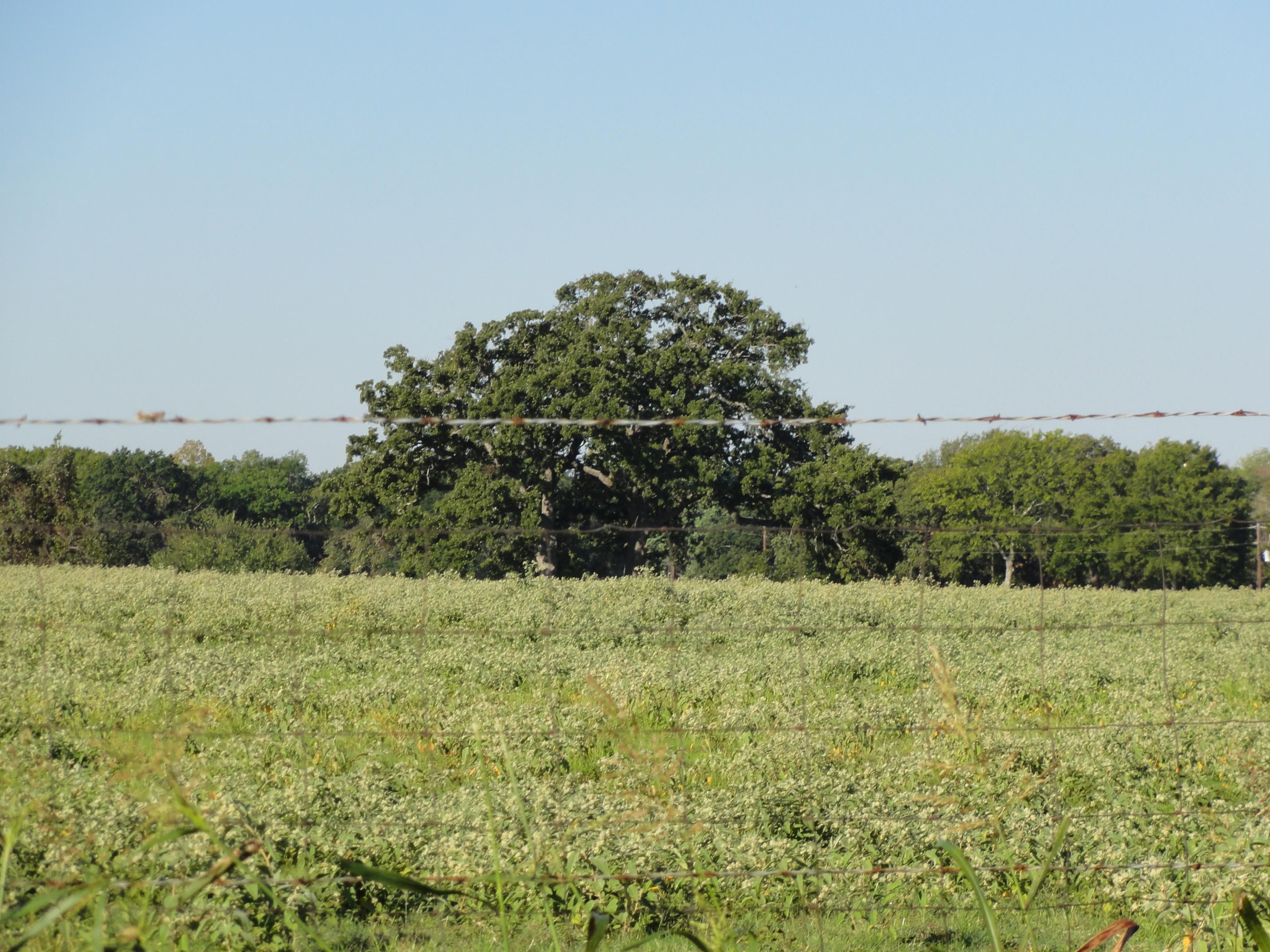 Kaufman, Kaufman County, TX Farms and Ranches for sale Property ID