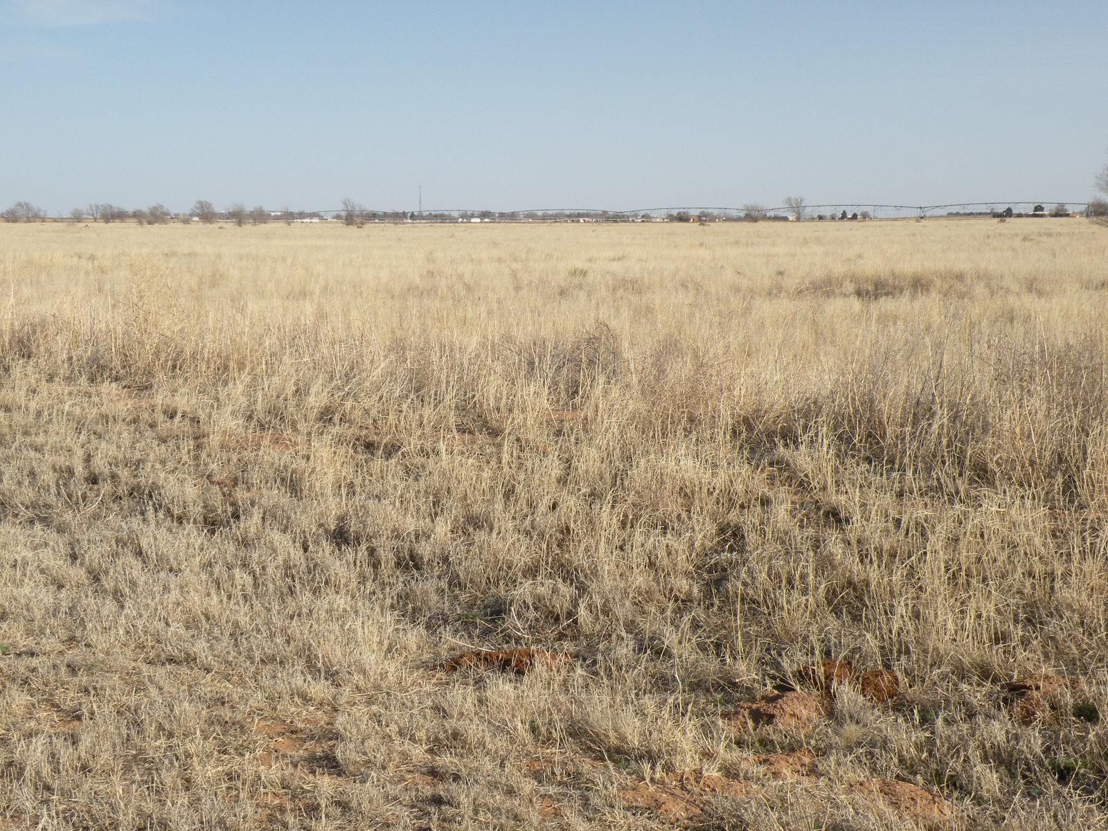 Loop, Gaines County, TX Farms and Ranches for sale Property ID