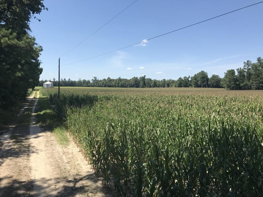 Off Cantley Landing Road, Andrews, SC 29510 LandWatch