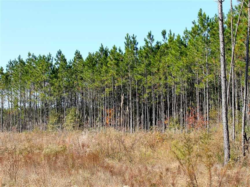 Abbeville, Wilcox County, GA Recreational Property, Timberland Property